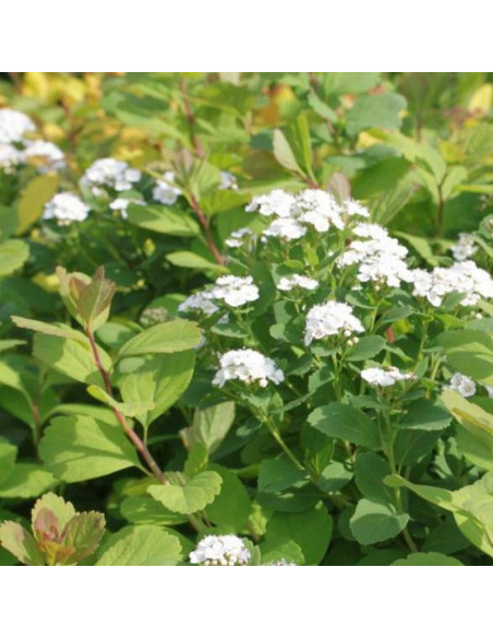 Spiraea betulifolia Tawuła brzozolistna