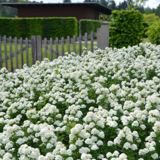 Spiraea betulifolia Tawuła brzozolistna 2