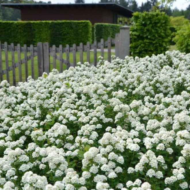 Tawuła brzozolistna Spiraea betulifolia