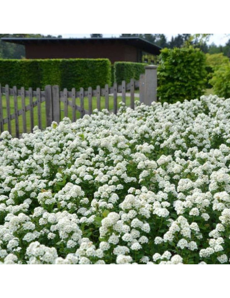 Tawuła brzozolistna Spiraea betulifolia