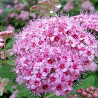 Tawuła brzozolistna różowa Pink Sparkler PBR Spiraea betulifolia