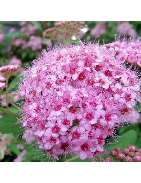 Tawuła brzozolistna różowa Pink Sparkler PBR Spiraea betulifolia
