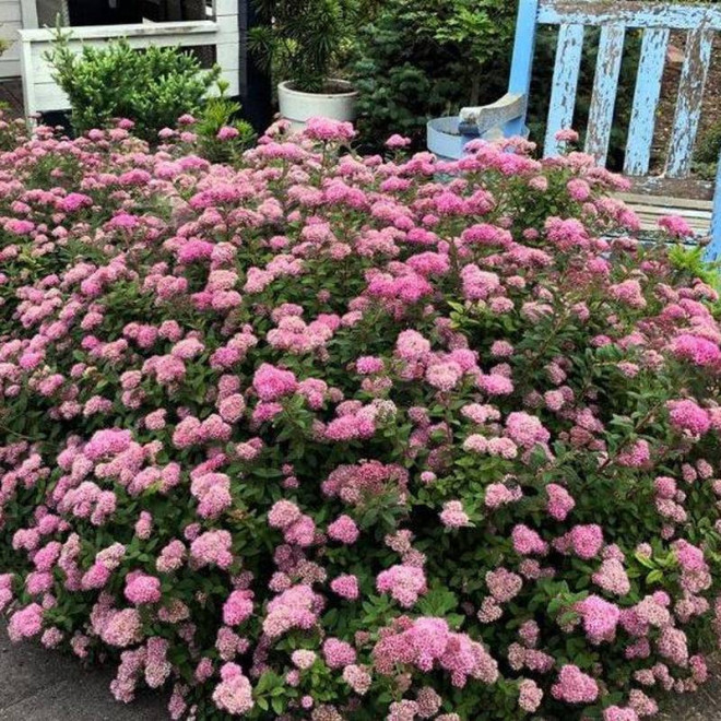 różowa Pink Sparkler PBR Spiraea betulifolia Tawuła brzozolistna