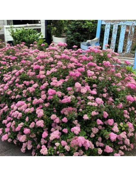 różowa Pink Sparkler PBR Spiraea betulifolia Tawuła brzozolistna