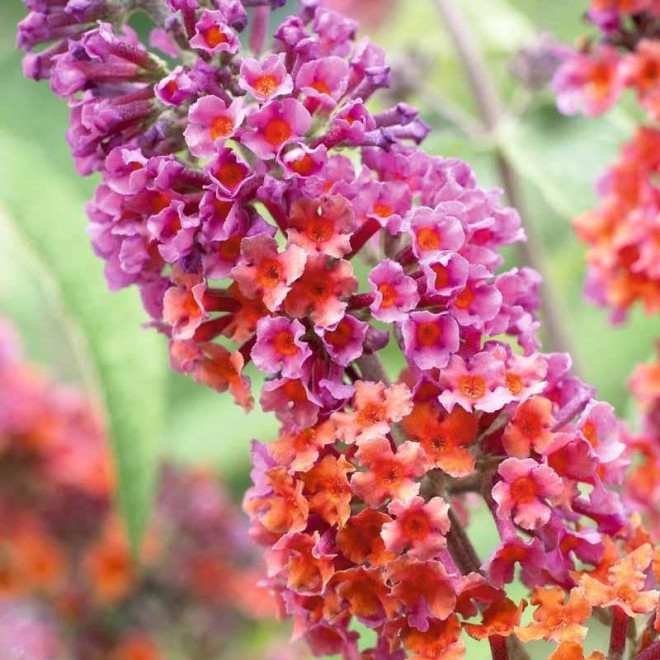 Buddleja davidii Budleja Dawida Flower Power