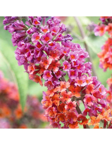 Buddleja davidii Budleja Dawida Flower Power