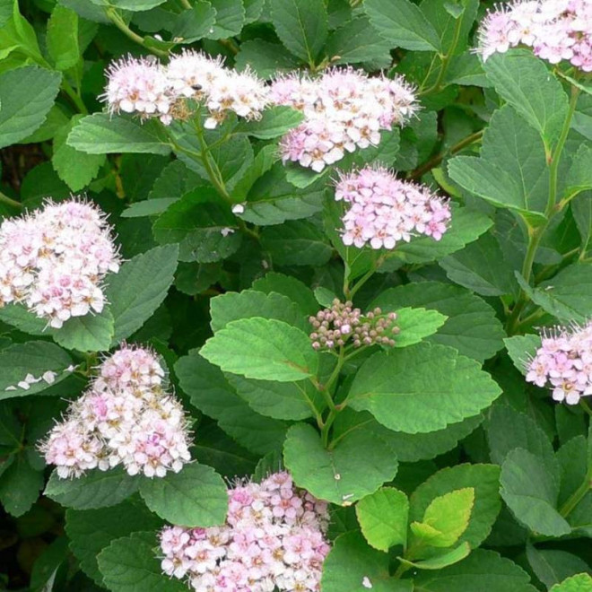 Spiraea betulifolia Tawuła brzozolistna różowa Pink Sparkler PBR