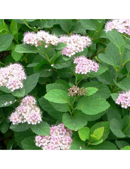 Spiraea betulifolia Tawuła brzozolistna różowa Pink Sparkler PBR