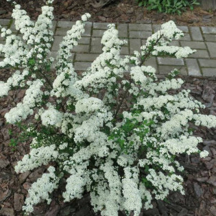 Tawuła nippońska White Carpet Gelspir Spiraea nipponica