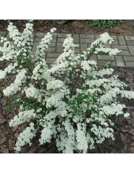 Tawuła nippońska White Carpet Gelspir Spiraea nipponica