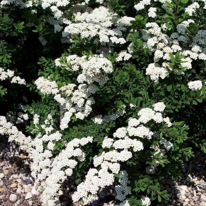 White Carpet Gelspir Spiraea nipponica Tawuła nippońska