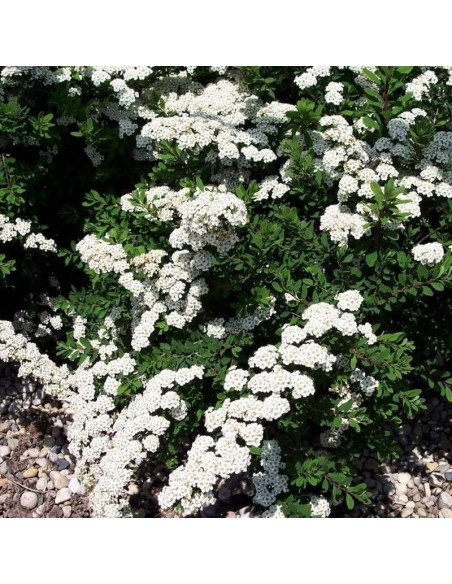 White Carpet Gelspir Spiraea nipponica Tawuła nippońska