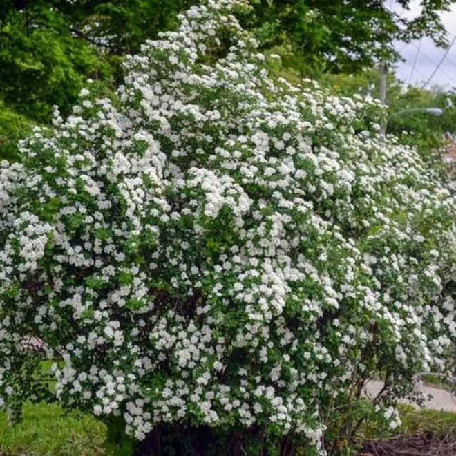 Spiraea nipponica Tawuła nippońska White Carpet Gelspir