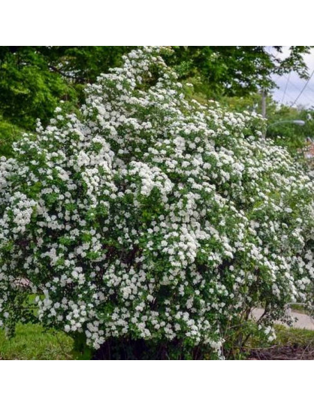 Spiraea nipponica Tawuła nippońska White Carpet Gelspir