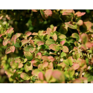 Tawuła nippońska Gerlve's Rainbow Spiraea nipponica