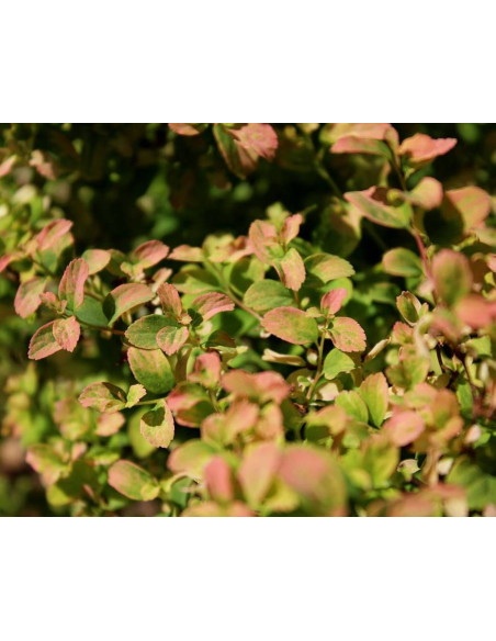 Tawuła nippońska Gerlve's Rainbow Spiraea nipponica