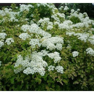 Tawuła nippońska Gerlve's Rainbow Spiraea nipponica 2