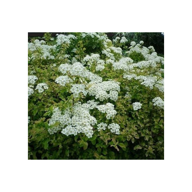 Gerlve's Rainbow Spiraea nipponica Tawuła nippońska