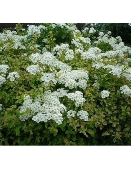 Gerlve's Rainbow Spiraea nipponica Tawuła nippońska