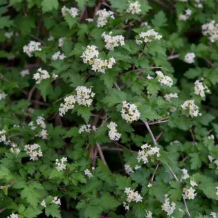 Tawulec pogięty Crispa Stephanandra incisa