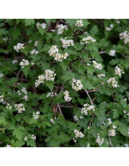 Tawulec pogięty Crispa Stephanandra incisa