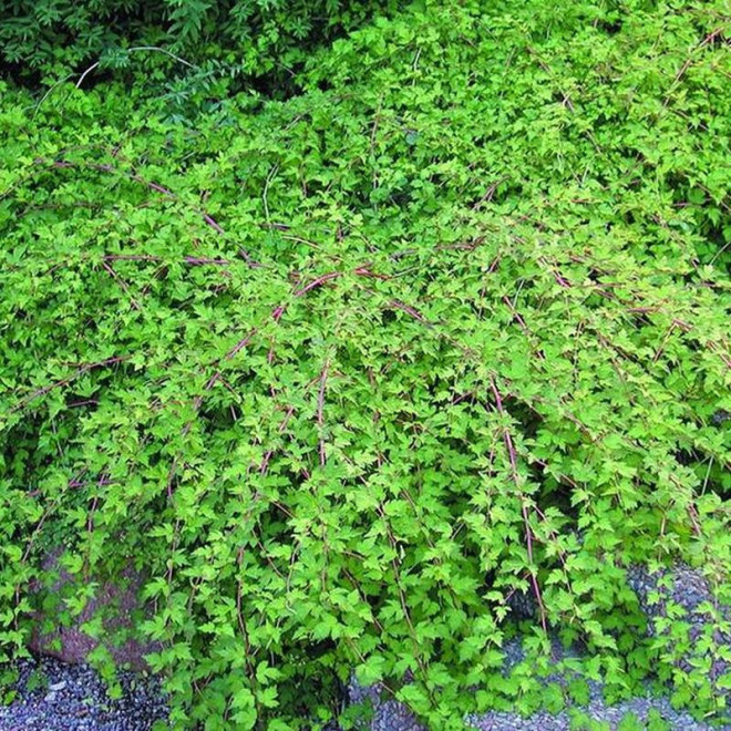 Crispa Stephanandra incisa Tawulec pogięty