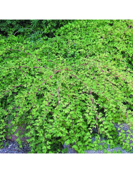 Crispa Stephanandra incisa Tawulec pogięty