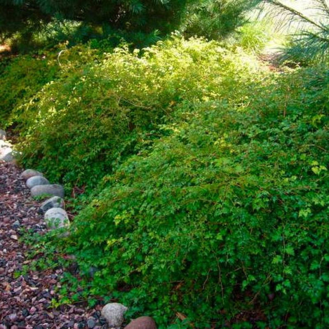 Stephanandra incisa Tawulec pogięty Crispa