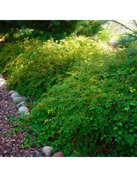 Stephanandra incisa Tawulec pogięty Crispa