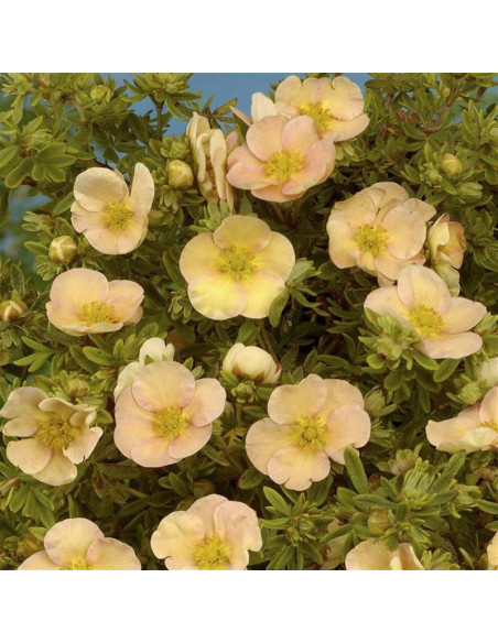 Daydawn Potentilla fruticosa Pięciornik krzewiasty