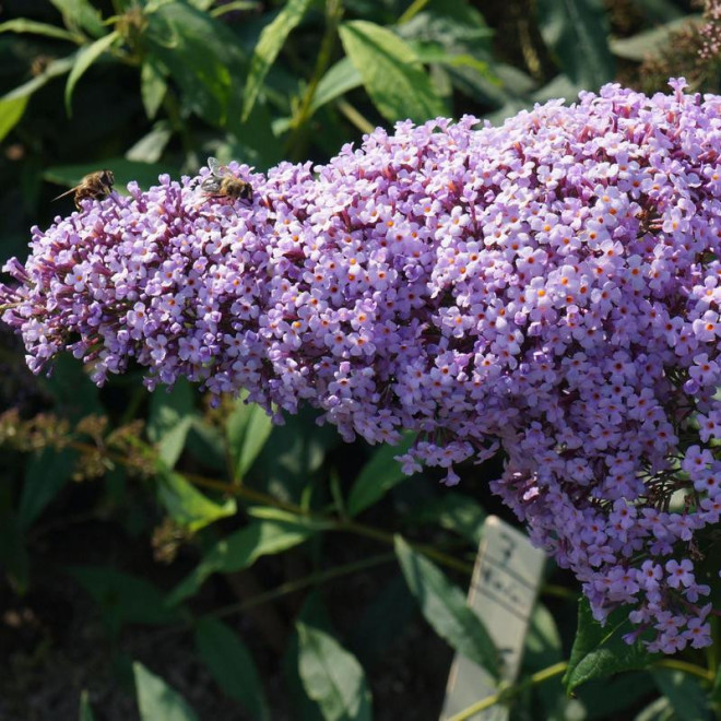 Gulliver Budleja Dawida PBR Buddleja davidii