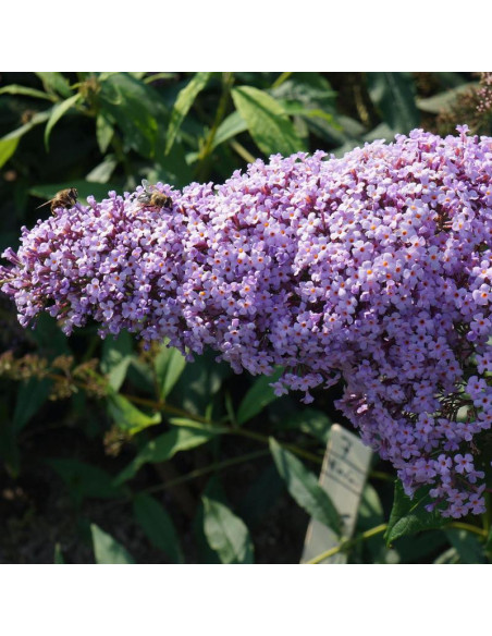 Gulliver Budleja Dawida PBR Buddleja davidii