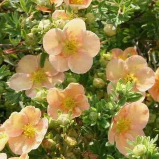 Daydawn Pięciornik krzewiasty Potentilla fruticosa