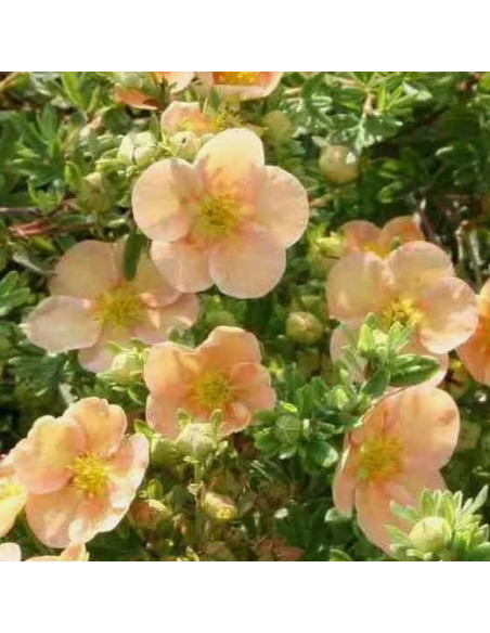 Daydawn Pięciornik krzewiasty Potentilla fruticosa