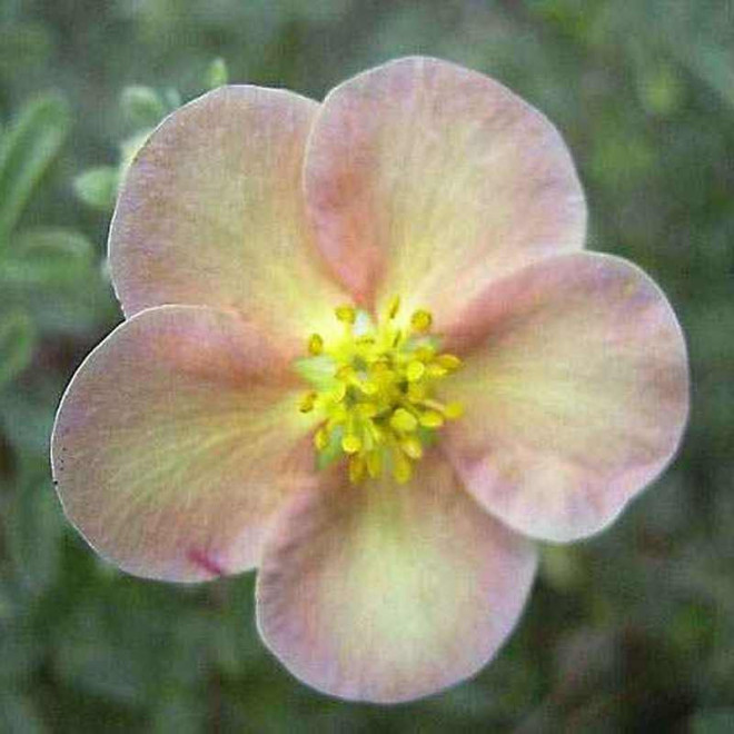 Potentilla fruticosa Pięciornik krzewiasty Daydawn