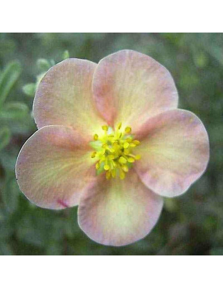 Potentilla fruticosa Pięciornik krzewiasty Daydawn