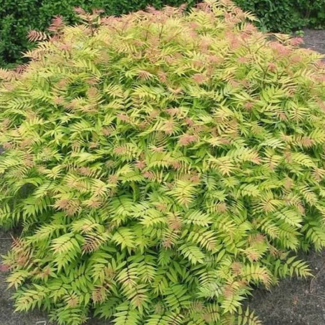 Sem PBR Sorbaria sorbifolia Tawlina jarzębolistna Sem PBR Sorbaria sorbifolia Tawlina jarzębolistna