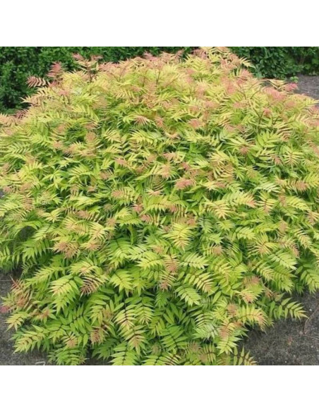 Sem PBR Sorbaria sorbifolia Tawlina jarzębolistna