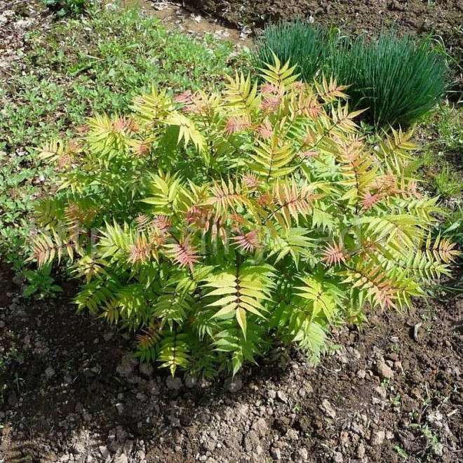 Sorbaria sorbifolia Tawlina jarzębolistna Sem PBR Sorbaria sorbifolia Tawlina jarzębolistna Sem PBR