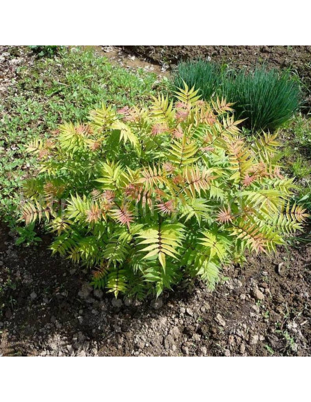 Sorbaria sorbifolia Tawlina jarzębolistna Sem PBR