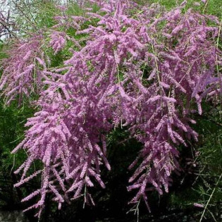 Tamaryszek pieciopręcikowy Pink Cascade Tamarix ramosissima