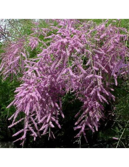 Tamaryszek pieciopręcikowy Pink Cascade Tamarix ramosissima