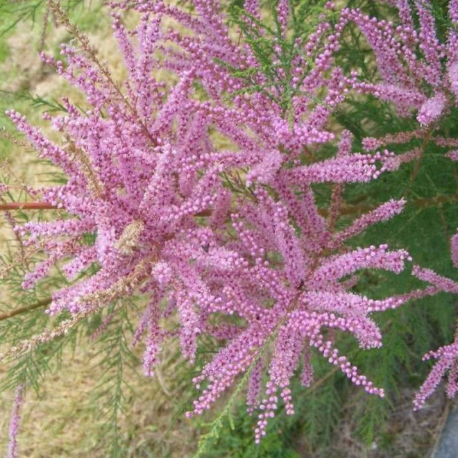 Pink Cascade Tamarix ramosissima Tamaryszek pieciopręcikowy