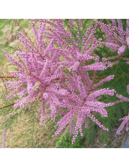 Pink Cascade Tamarix ramosissima Tamaryszek pieciopręcikowy