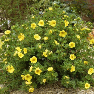 Pięciornik krzewiasty Elizabeth Potentilla fruticosa