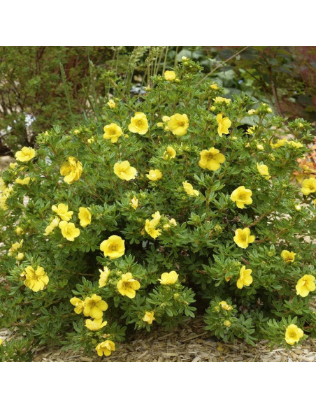 Pięciornik krzewiasty Elizabeth Potentilla fruticosa