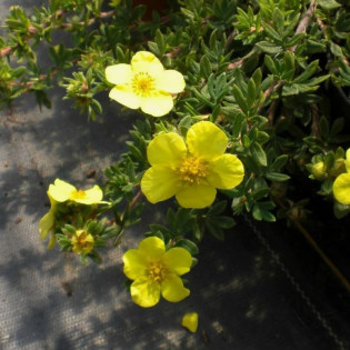 Pięciornik krzewiasty Elizabeth Potentilla fruticosa 2