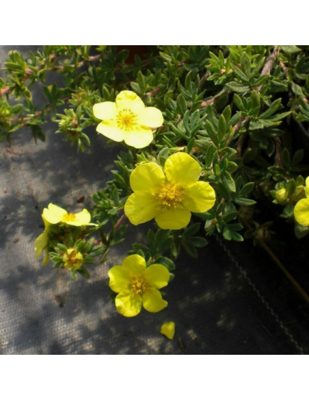 Potentilla fruticosa Pięciornik krzewiasty Elizabeth