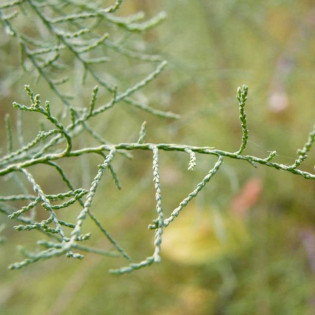 Tamaryszek czteropręcikowy Tamarix tetrandra