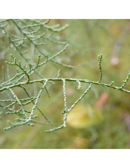 Tamaryszek czteropręcikowy Tamarix tetrandra